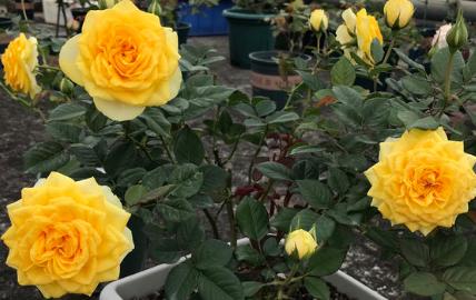 微型月季"阳光海滩"超美的大花微月,表现力绝不输金丝雀.__凤凰网