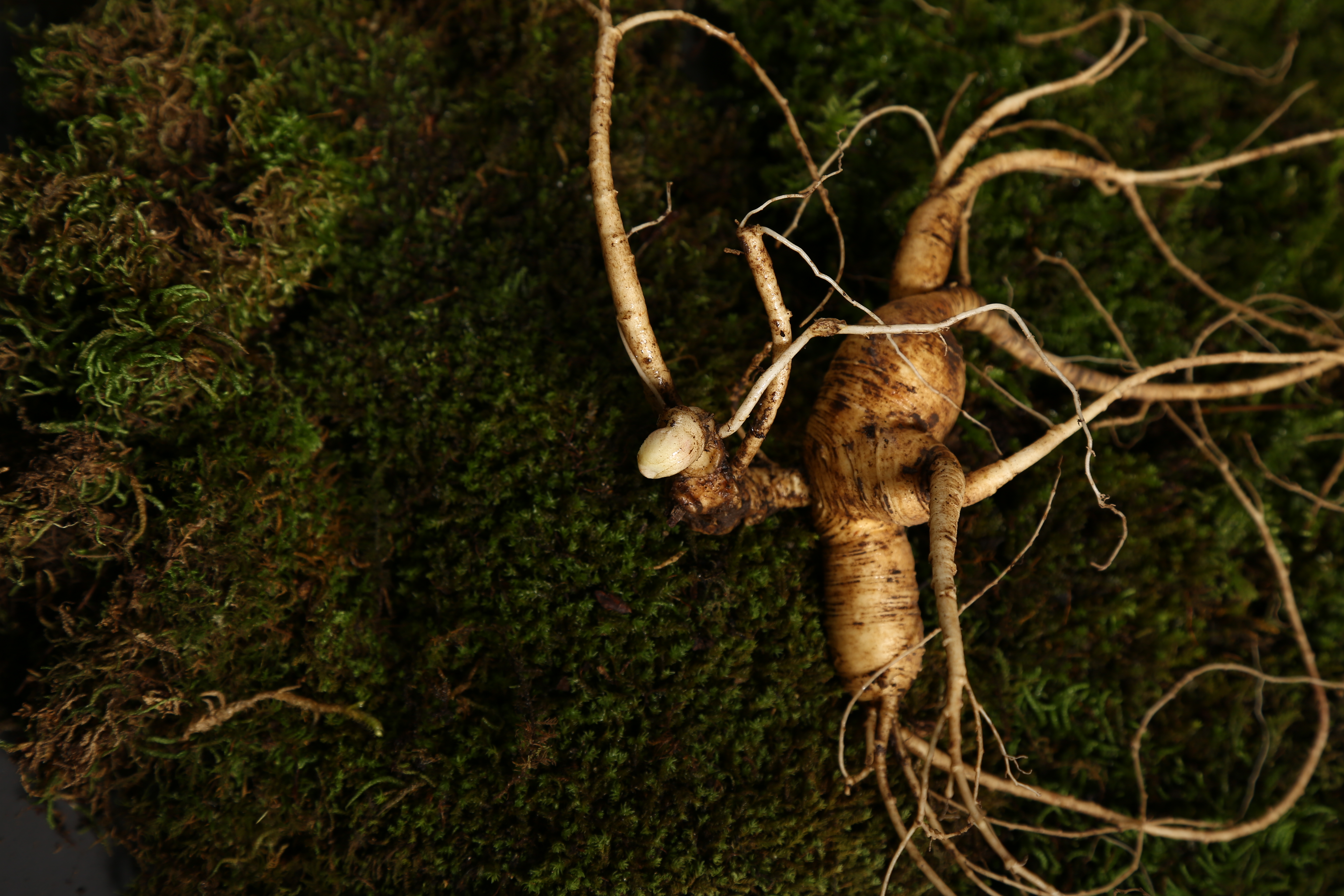 怎样让鲜参储存的更久?这3招够用了__凤凰网