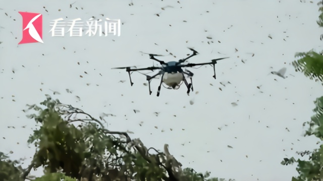 印度出动无人机喷洒杀虫剂 满地蝗虫奄奄一息