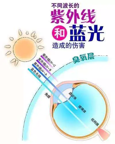 爱眼护眼生活营养小常识插图
