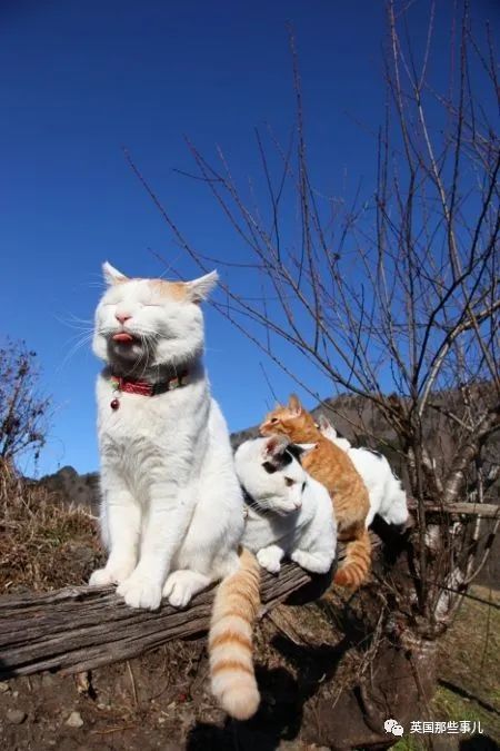 猫叔回猫星了它世无争的幸福表情治愈了无数网友