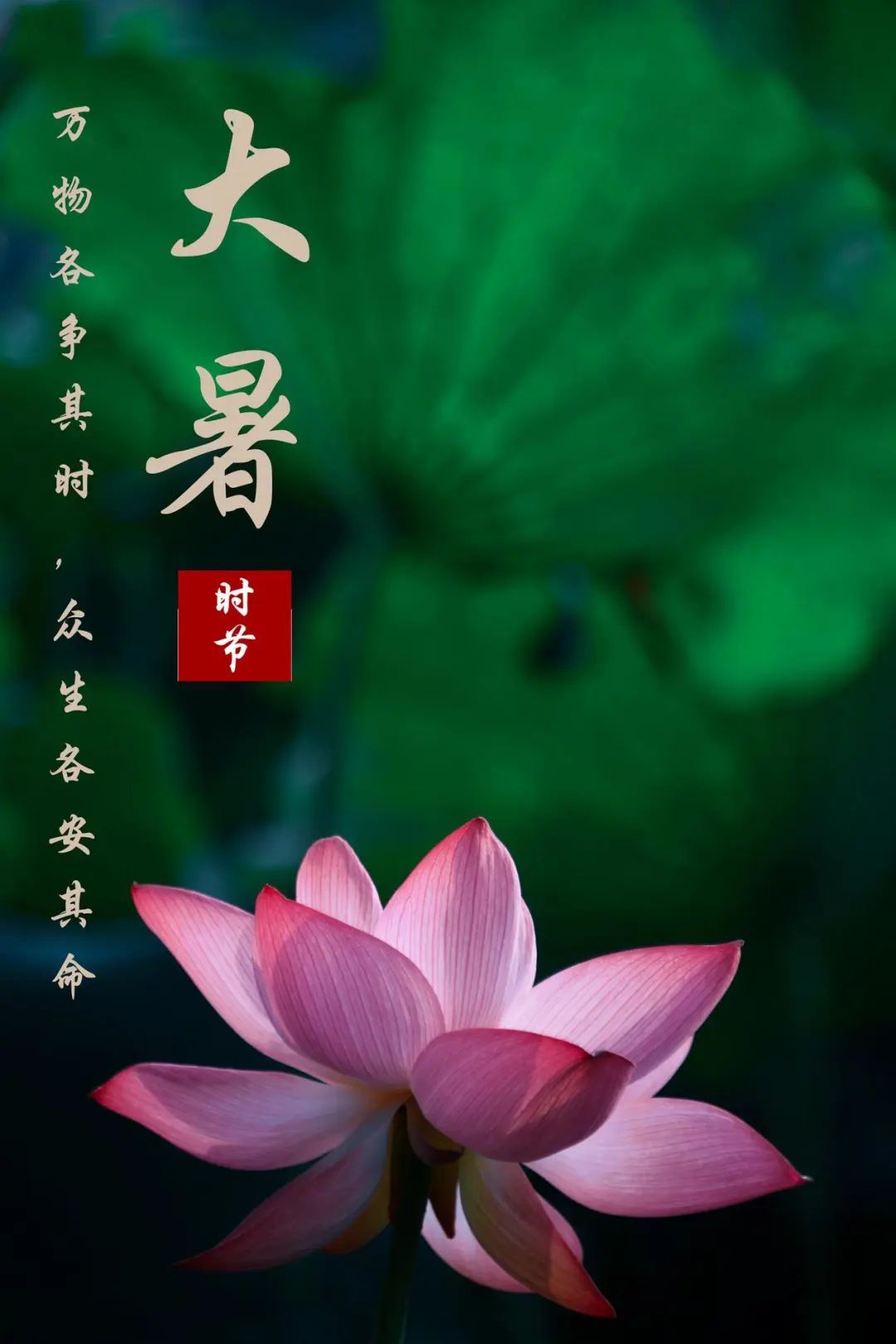 二十四节气大暑万物荣华清风徐来