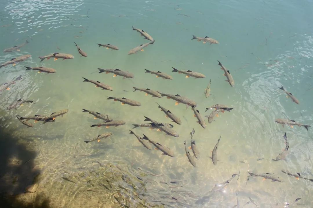 等春天来了,去武夷山吃醺鹅,围炉夜话诗酒茶