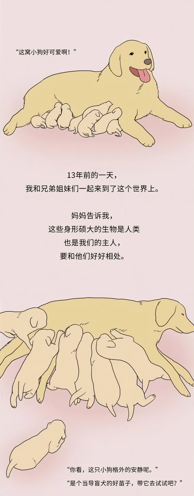 被嫌弃的导盲犬的一生 凤凰网