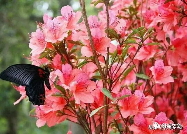 舒城晓天杜鹃花开!罕见的五颜六色