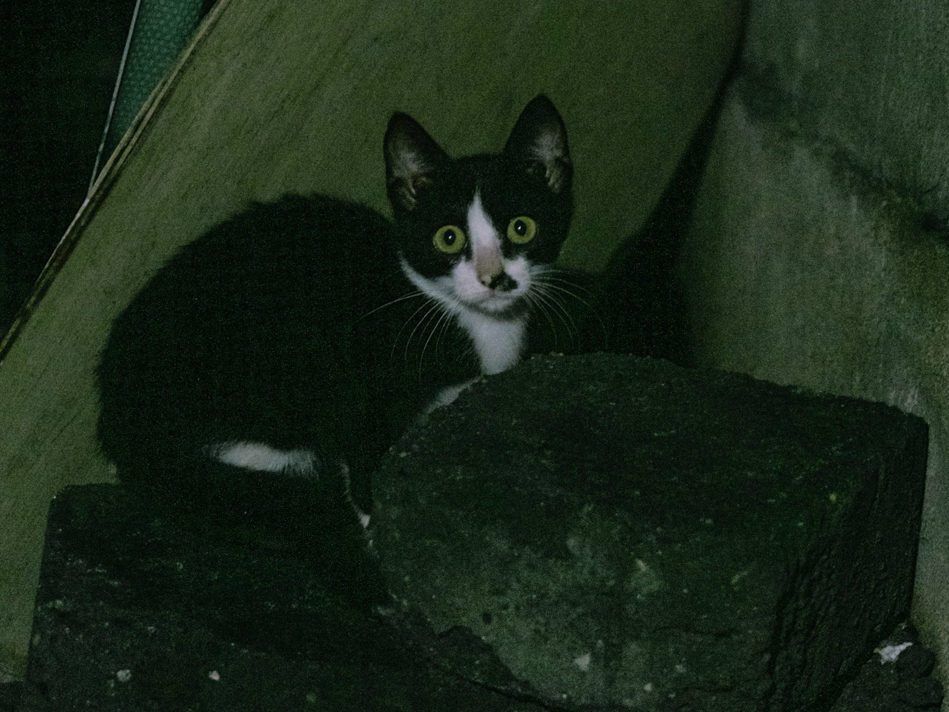 潮湿的雨夜,一只猫躲在抛弃的三夹板下。