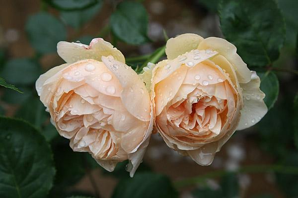 冷门品种月季牧羊女不垂头淡淡的清香淡黄又清雅的颜色