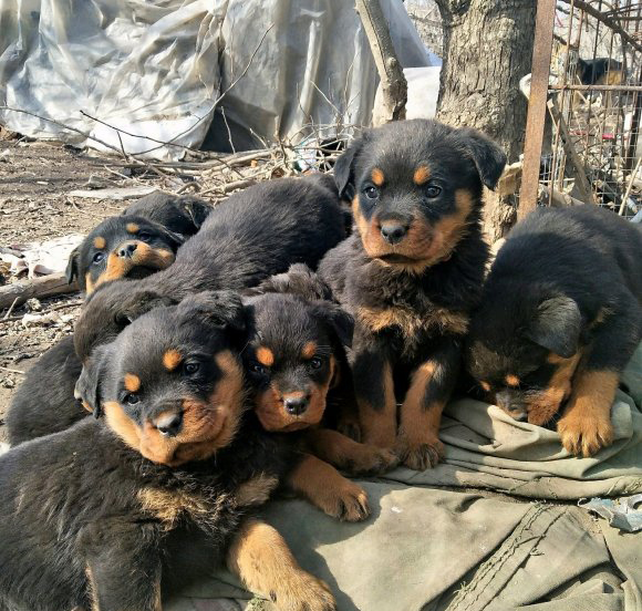 昆明犬和罗威纳杂交图片