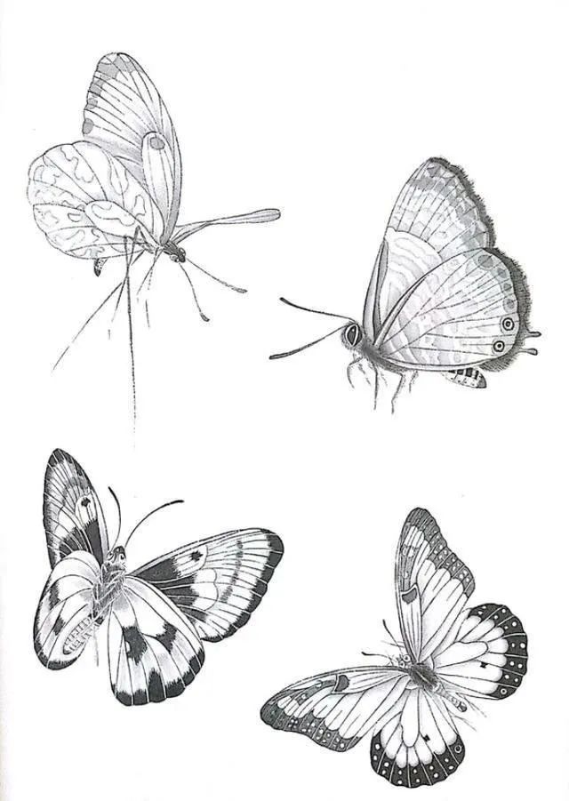 蝴蝶白描图片简单图片
