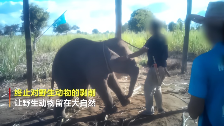 揪心！世界动物保护协会曝光泰国驯象全过程