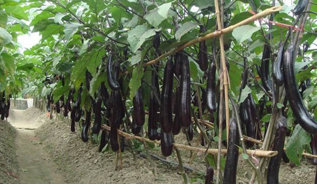 因此避免重茬种植时一个有效防治茄子软腐烂根的方法,重病田可以与