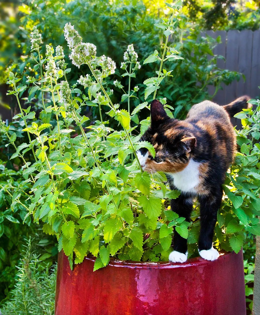 养几盆猫薄荷之后不用担心其他植物被猫祸害香味还挺好闻的