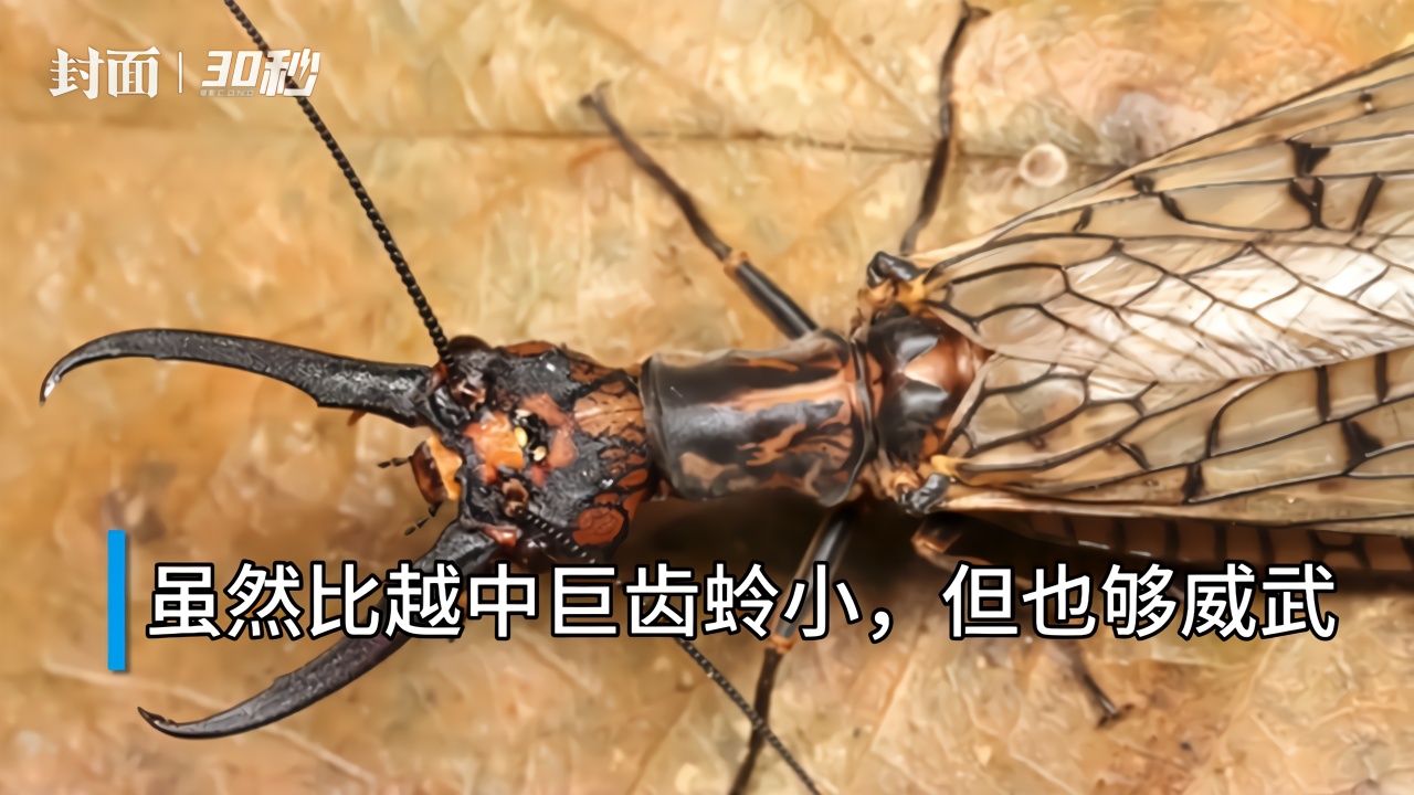 30秒｜拍戏发现神奇动物，黄渤搞不懂东方巨齿蛉