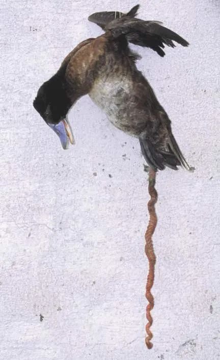 鸭子直肠动物图片