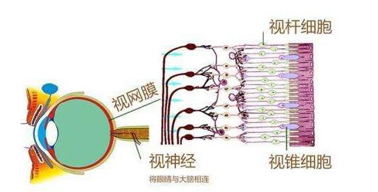 眼睛是视觉的感受器,眼睛接受光刺激,经过中枢神经有关部分进行编码