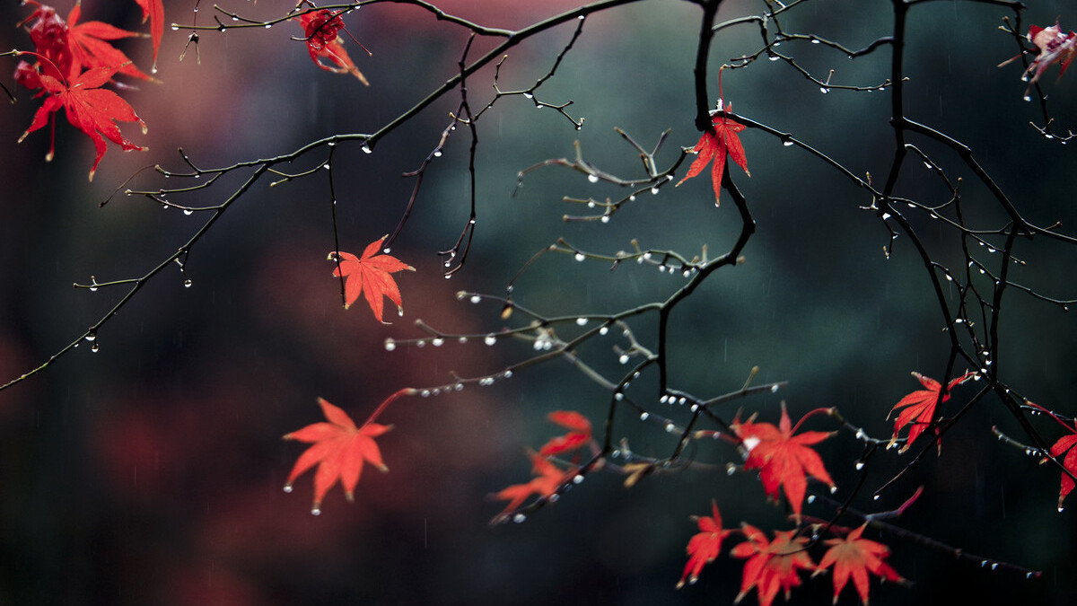 雨中秋果落,灯下草虫鸣.读古诗词,邂逅时光里那场温暖的秋雨