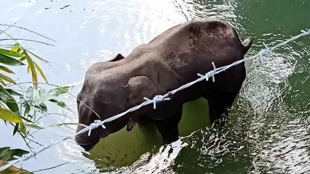 很快,大象的食道,胃等多个部位被炸裂,它疼痛难忍,发出了惨烈的哀嚎声