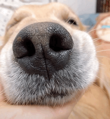 384_414gif 动态图 动图