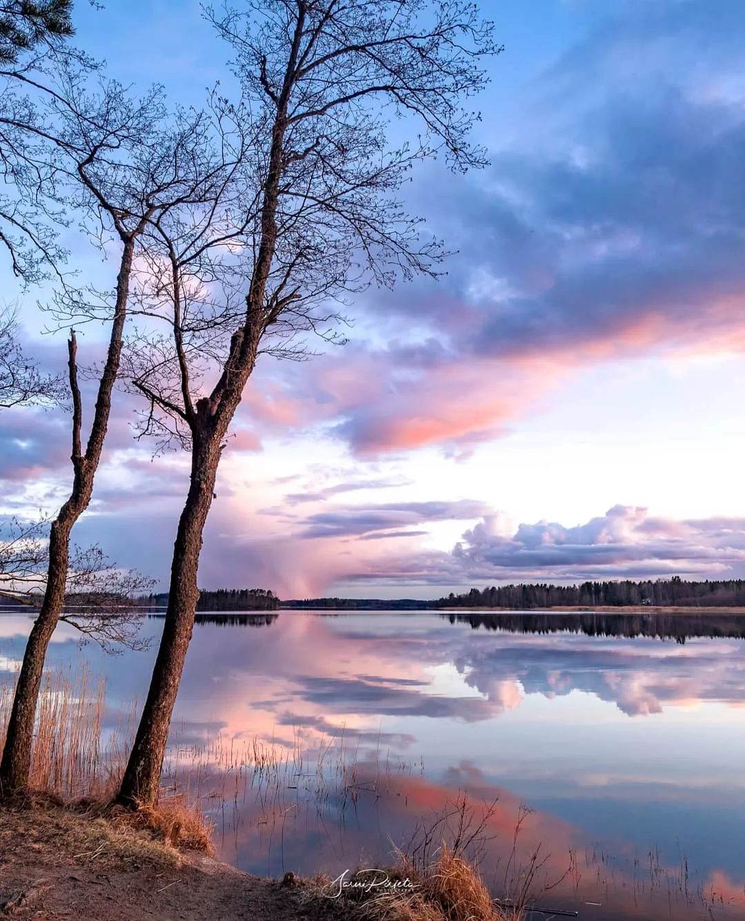 树影·树景,美到心醉