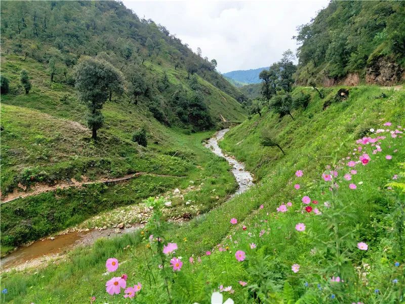 齊聚通達格桑花谷華坪,攀枝花戶外社團8月1日臘姑河鄉村旅遊季火熱