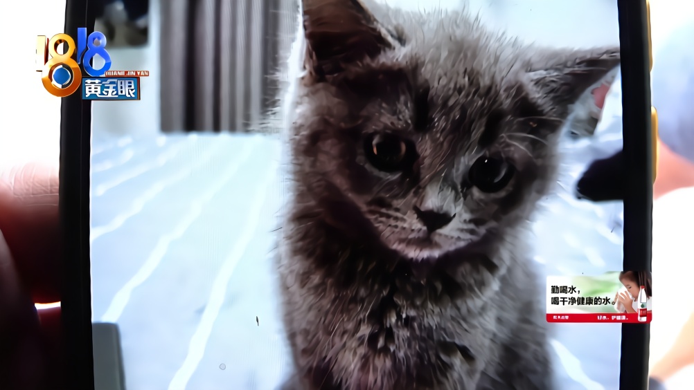 “艾塔宠物”买了猫 大猫小猫一起病？