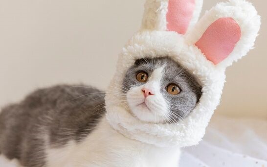 大部分宠物猫和狗或从主人身上感染新冠甚至出现呼吸道症状 凤凰网