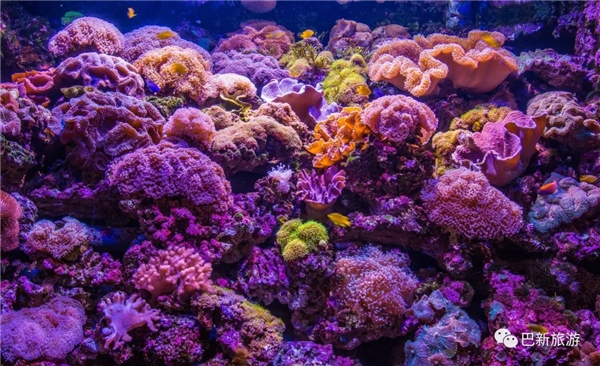 文有令隔壁大堡礁都自惭形秽的原始巨型珊瑚礁群, 武有举世难寻的壮观