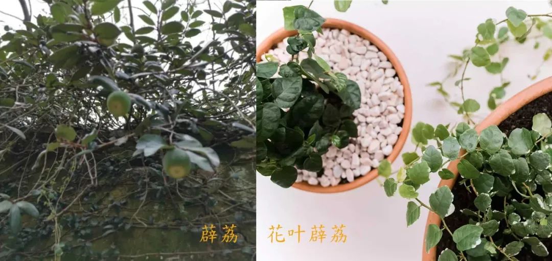 花葉薜荔養花盆裡兩三年就會掛掉卻還有很多人喜歡它