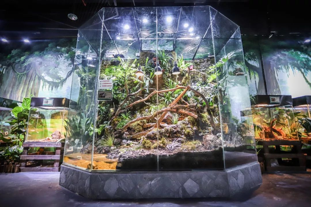 蜥蜴类画面,害怕者可跳过~ 雨林探秘 黑眉锦蛇,菲律宾斑帆,澳洲水龙