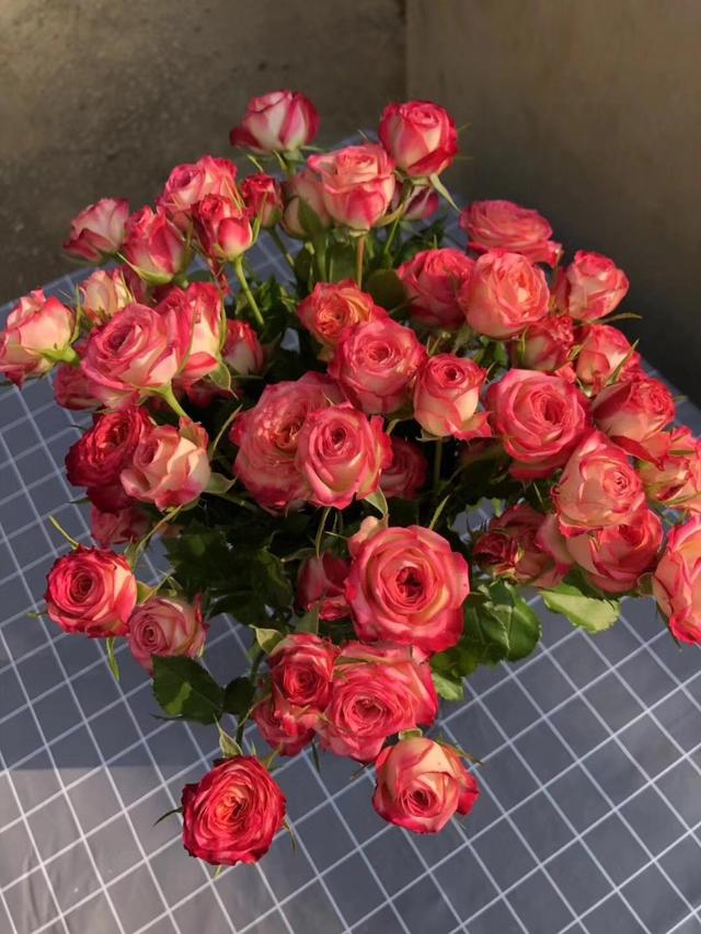 多头玫瑰品种合集绚烂多彩精致而可爱格外亮眼