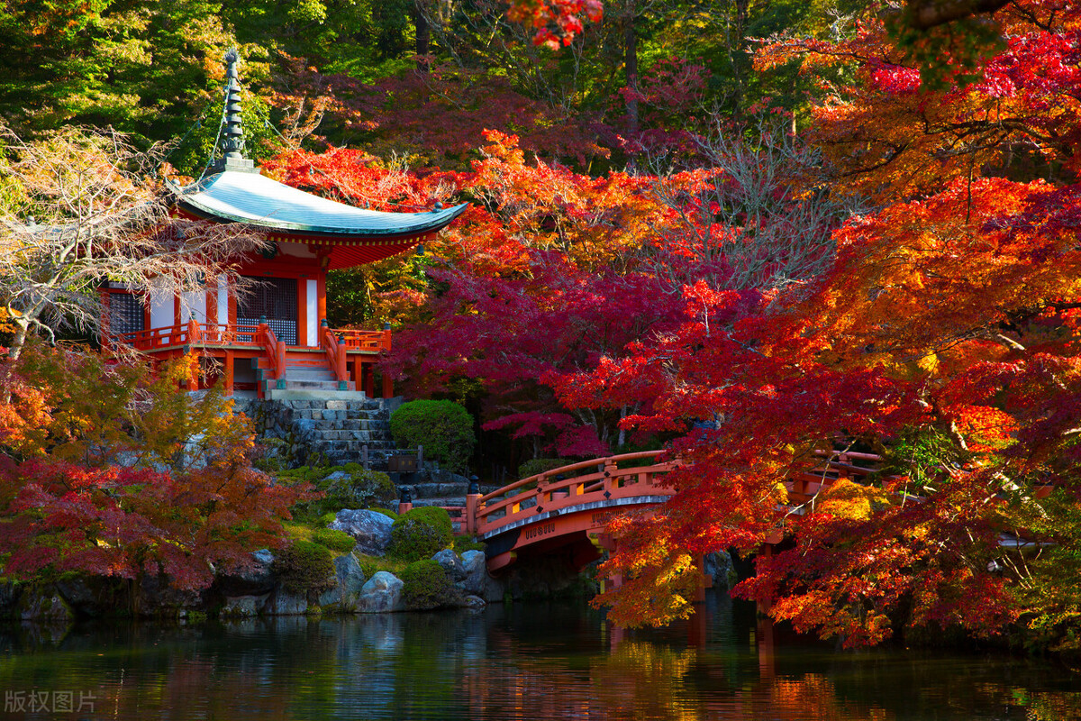 浪漫醉红叶,日本世界文化遗产醍醐寺秋景,网友:美不胜收