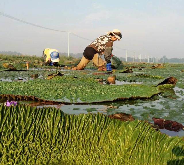 江苏邳州:一塘芡实百亩风光 美丽与幸福相伴前行