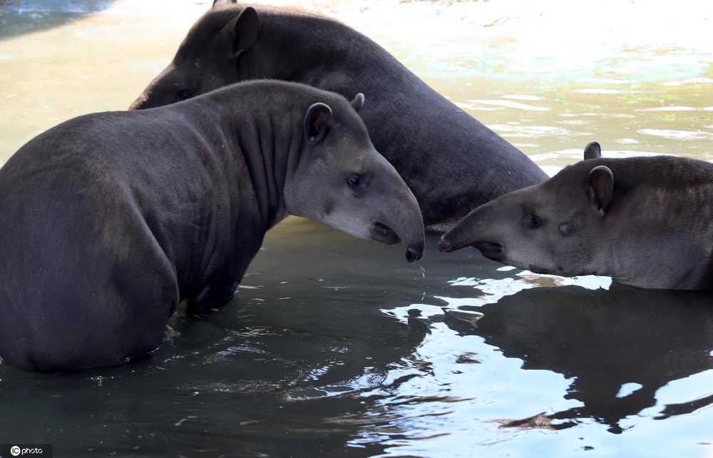 南通森林野生动物园动物们花式避暑