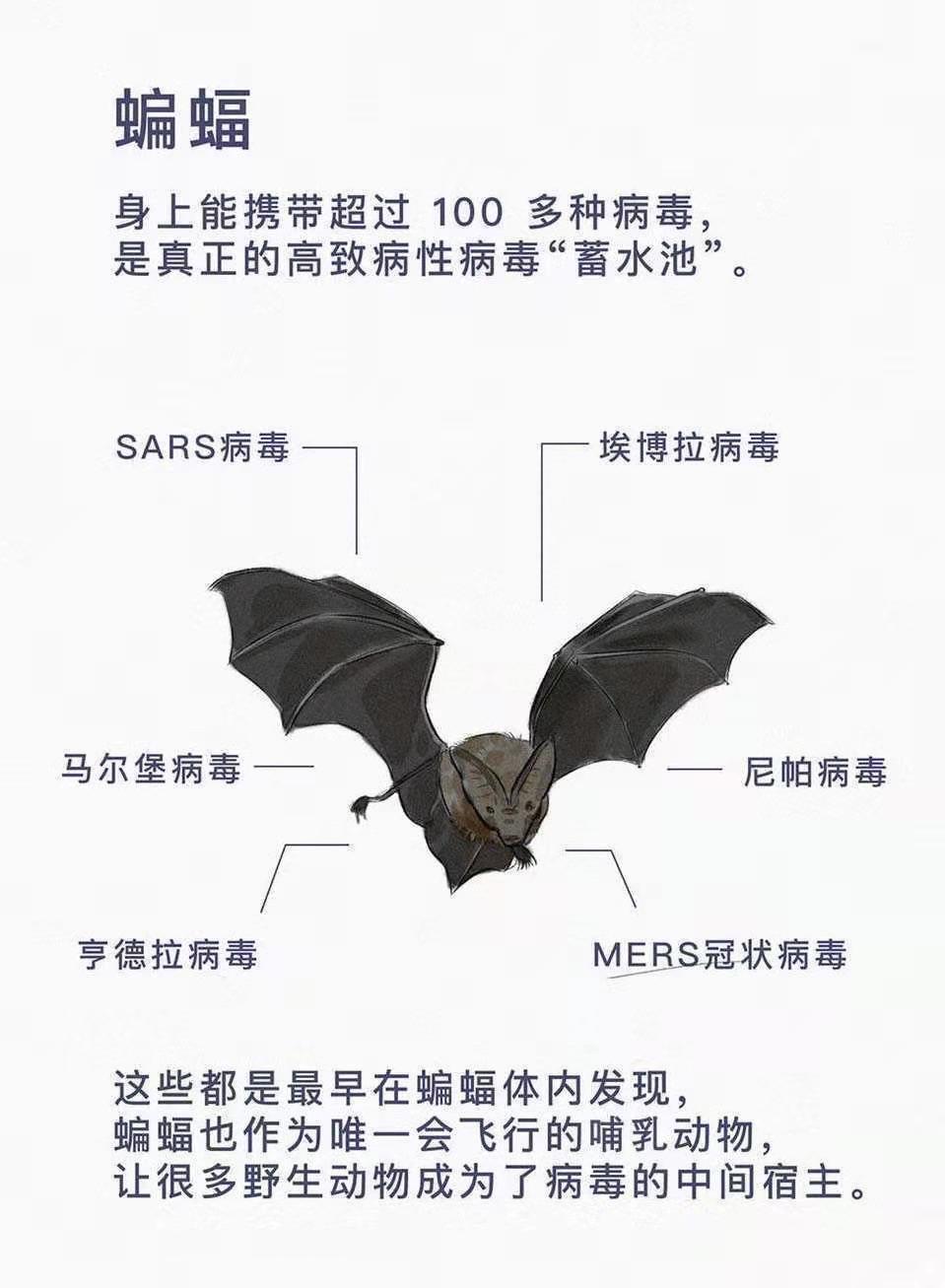 中国日报网评:痛下决心,告别野生动物交易