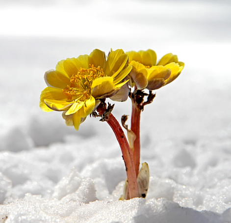 净月潭冰凌花破冰迎春如同疫情中的我们