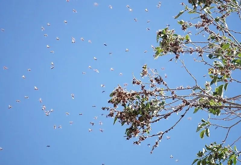 老蜂后离去,蜜蜂会为了新蜂后的位置大打一架吗?