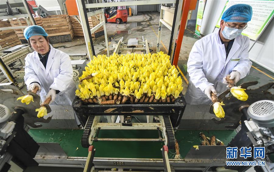 河北霸州菊苣订单生产忙