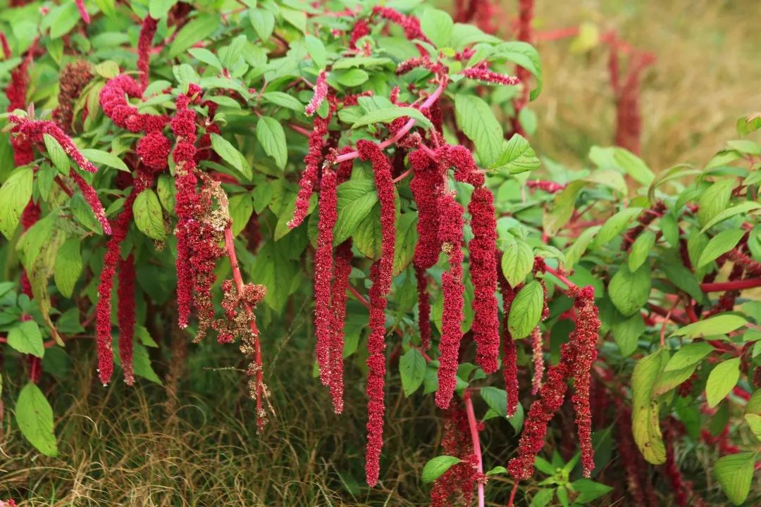 曾经被墨西哥人当作粮食的千穗谷.丨guy waterval / wikimedia