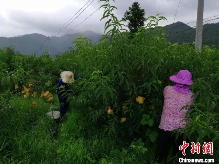 为最大程度减少损失,三门县横渡镇东屏古村的桃农正加紧对黄桃进行抢收。 吴菲菲 摄