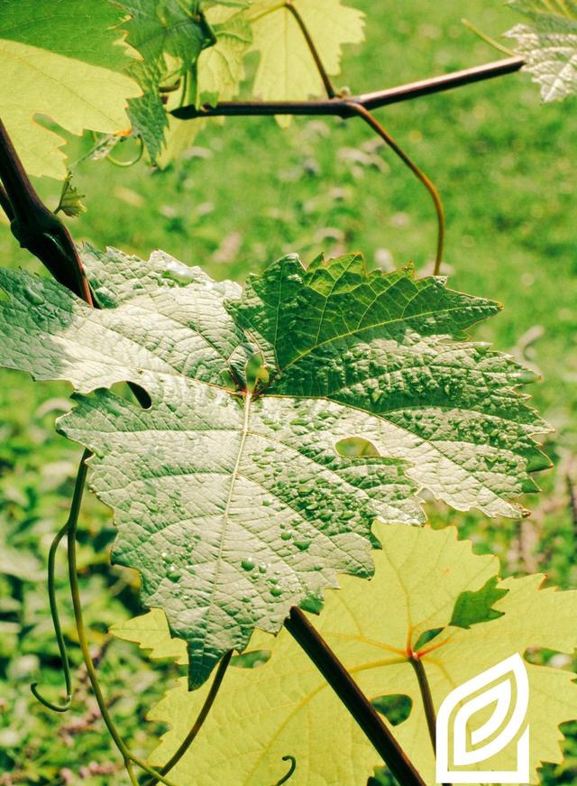 「植培施」葡萄vitis vinifera 落叶藤本类栽培手册__凤凰网