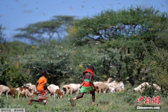 东非蝗虫6月前可能增加500倍 联合国吁积极因应危机