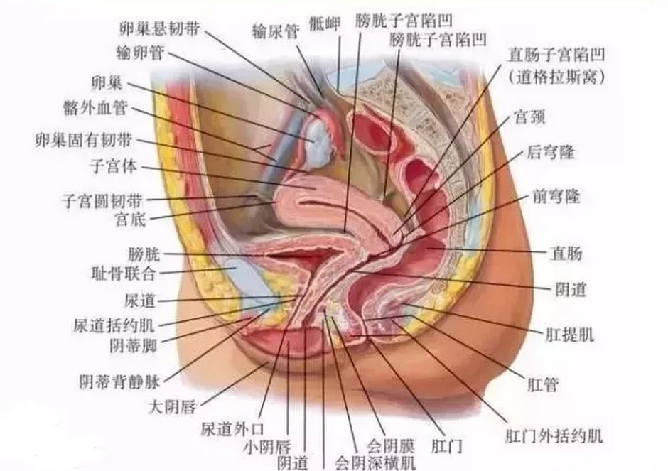 另外子宫内膜也可能会异位到其他部位,它可侵犯全身任何部位,如膀胱