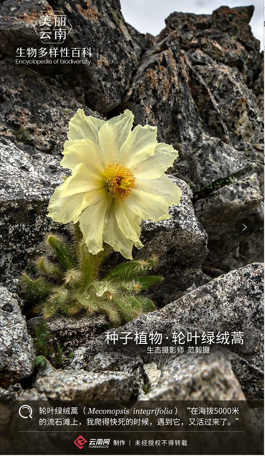 种子植物轮叶绿绒蒿有一种美叫绿绒蒿