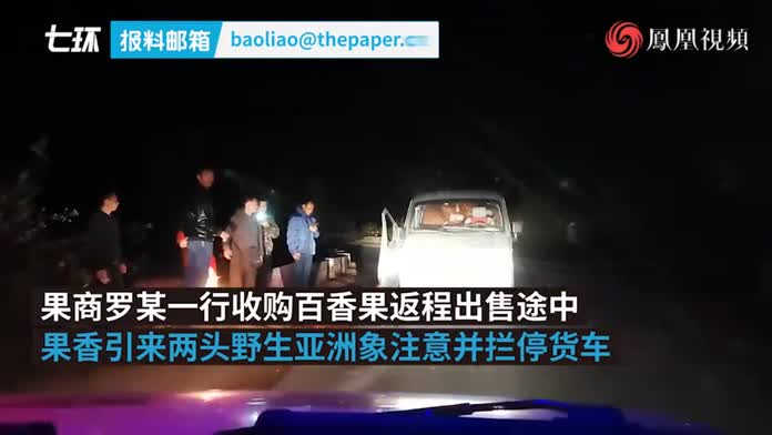 云南2头野象拦停货车抢食水果，车上人员受惊吓跳车逃跑