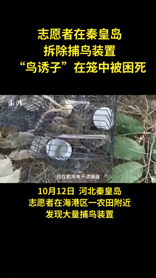 志愿者在秦皇岛拆除捕鸟装置，有候鸟困死在诱捕笼中