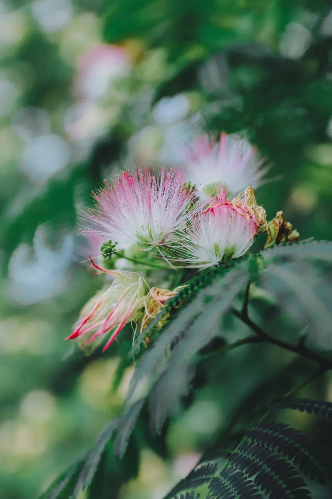 合欢树开花图片(合欢树开花图片大全大图)