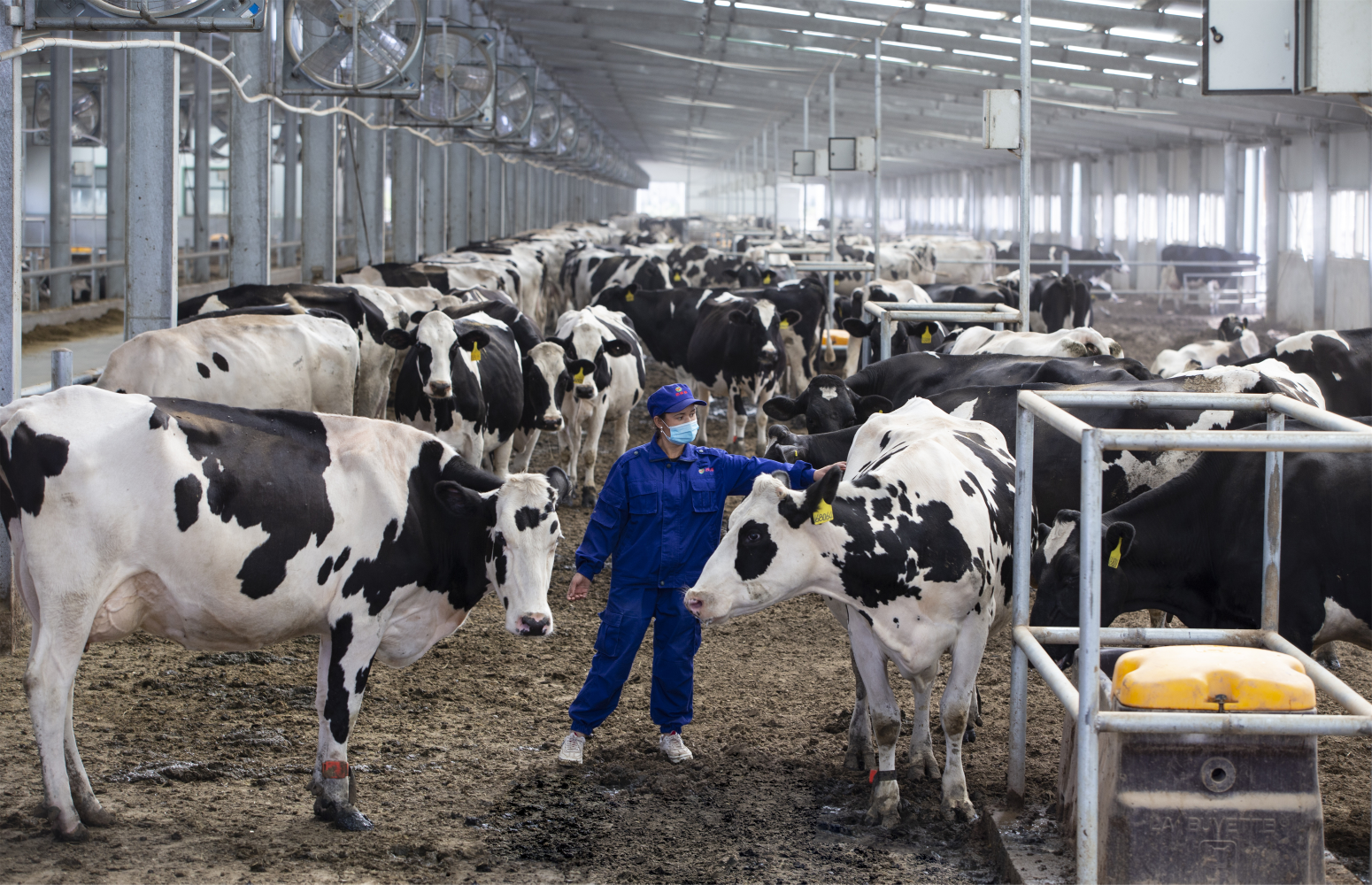 2020年4月入职洛浦西域春乳业良种奶牛繁育有限公司厂,目前是草料班