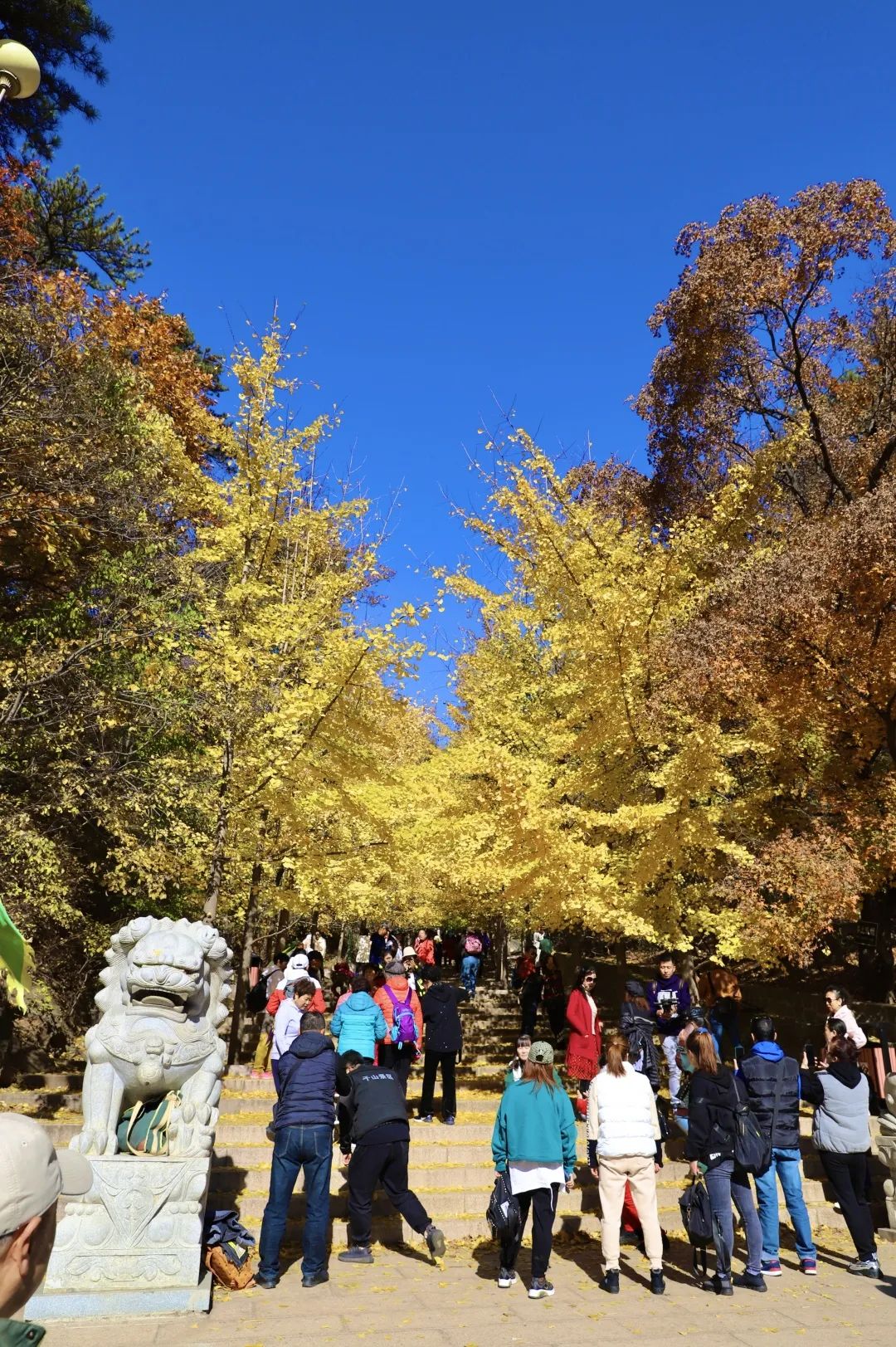 重阳节的意义是什么_重阳节是什么意识_重阳节节意义是什么