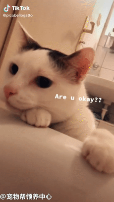 奶牛喵见铲屎官泡澡,探头看望,一脸担心:还活着吗?