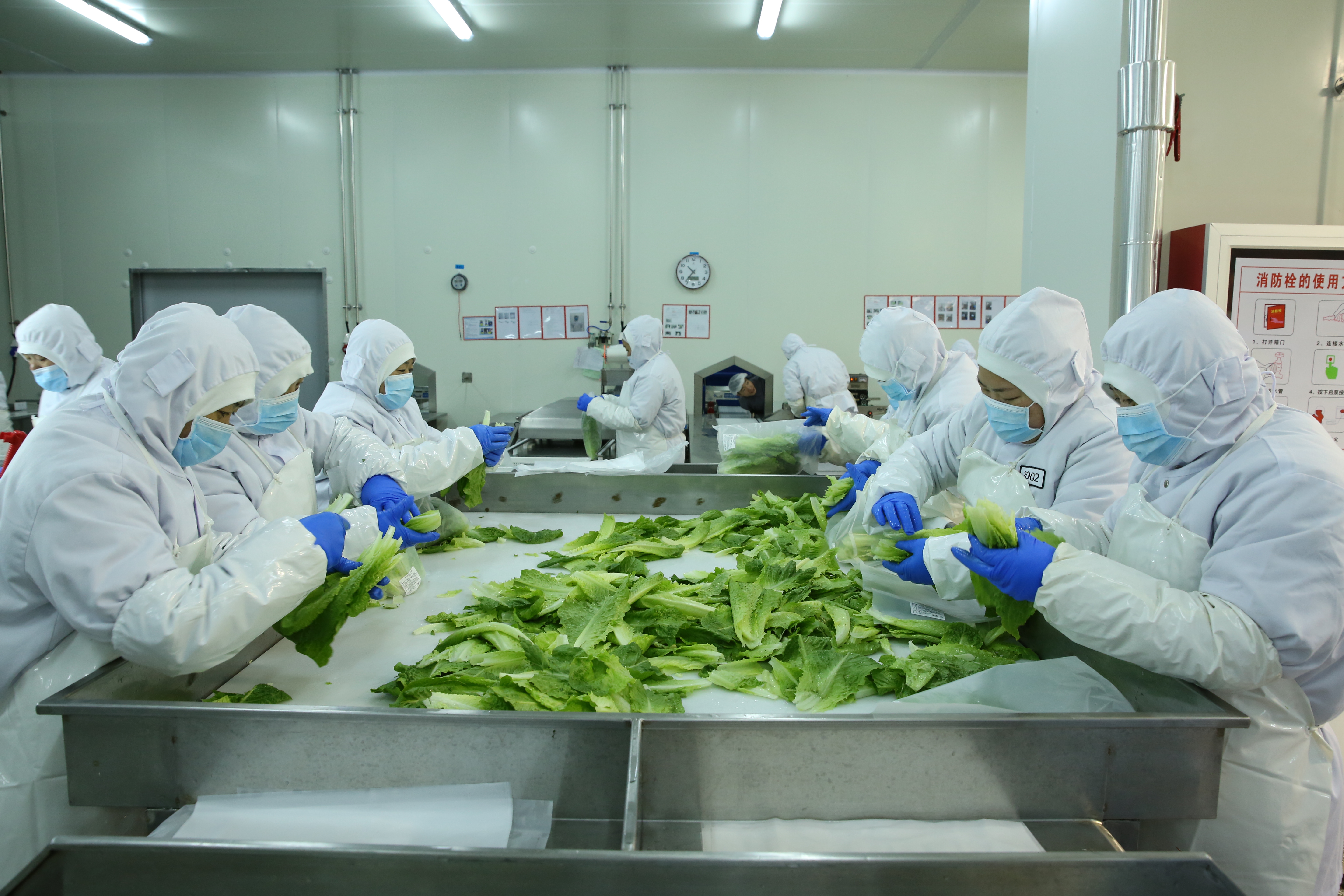 扩大生产平抑价格,首农食品集团多举措确保蔬菜供应__凤凰网